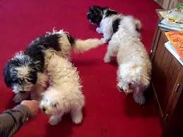 Screened to meet the highest standards. F1b Goldendoodle Puppies 5 Weeks Old For Sale In Gladwin Michigan Classified Americanlisted Com