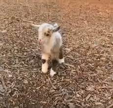 Pin By Suzanne Tipton On Animals Video Cute Baby Animals Animals Beautiful Baby Animals