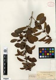 Image result for Eugenia aschersoniana