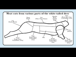 43 Ageless Meat Cutting Chart For Deer