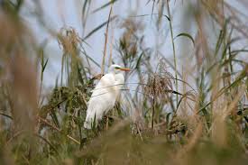 Image result for Savannosiphon euryphyllus