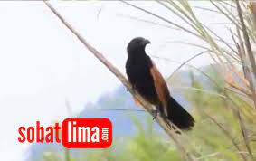 Check spelling or type a new query. Download Suara Burung Dudut Betina Harga Burung Bubut Pacar Jambul 2020 Suara Burung Bubut Pacar Jambul Download Suara Burung Betina Apk Android Apk Files Version 1 0 Size Is 23868174 Md5 Is