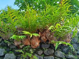 Image result for Drynaria