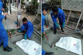 Pendedahan ular tedung selar berkokok. Ular Tedung Selar Dalam Stor Rumah