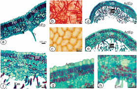 Image result for Colomerus vitis