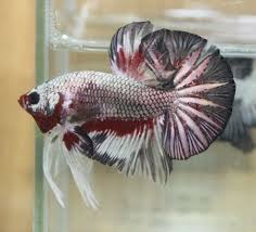 Ikan cupang atau ikan yang bernama latin betta sp merupakan salah satu ikan hias yang memiliki kecantikan luar biasa. Black Copper Dragon Fancy Male Hmpk Ikan Cupang Ikan