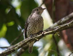 Lovely Cotinga Cotinga Amabilis Female In 2020 Birds Online Birds Lovely