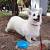 Black And White Corgi Puppy