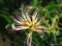 Image result for Samanea leptophylla