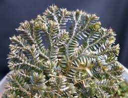 Image result for Selaginella congoensis