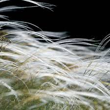 Stipa Pennata Une Graminee Poetique Qui Porte Des Epis De Graines Argentes Qui Flottent Au Vent Stipa Stipa Tenuifolia Graminees