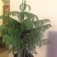 Deep pot with drain tray. Houseplants Forum Norfolk Island Pine Garden Org