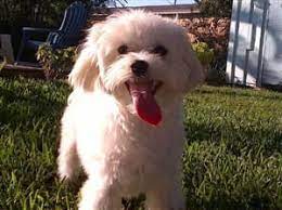 Owners of maltese with long coat hair styles often consider maintenance a hobby of sorts, since it requires quite a lot of devotion. Cute Maltese Hair Cuts And Styles