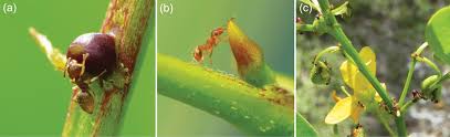 On one hand it is known to be a great sha qi prevention tool. Effect Of Invasive Ants On Plants And Their Mutualists Part Iv Ant Plant Interactions