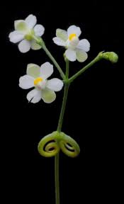 Image result for Cardiospermum halicacabum