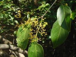 Image result for Hippocratea indica
