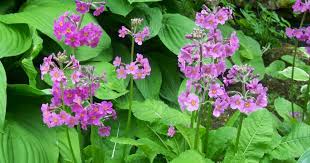 Bunga kertas owner, manager, shipyard. Tanam English Rose Guna Teknik Ini Confirm Pokok Subur Bunga Merimbun Impiana