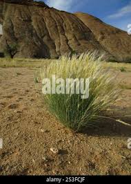 Image result for Stipagrostis uniplumis