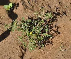 Image result for Portulaca foliosa