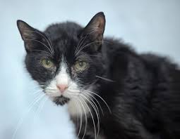 Should i just feed her more than what's recommended? How To Get A Senior Cat To Gain Weight Senior Cat Wellness