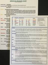 meridian muscles chart