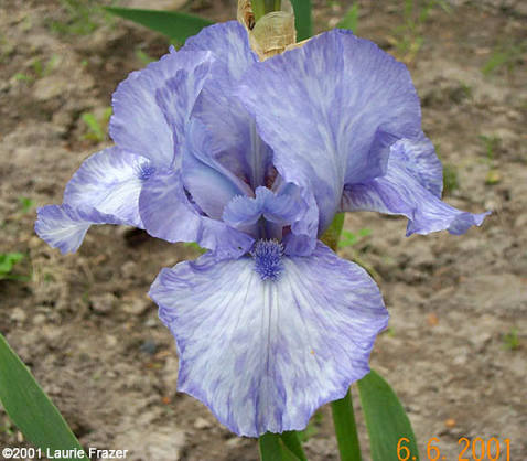 IbBabyBlueMarine < Ib < Iris Wiki