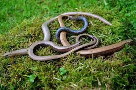 orvet au jardin inoffensif a ne pas confondre avec les serpents elevage escargot entretien du jardin jardins