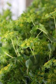 What Is Bupleurum How To Grow Bupleurum Herb Plants Dummer Garden Manage Gfinger Es La App De Jardineria Mas Profesional