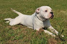 Don't miss what's happening in your neighborhood. The American Bulldog Everything You Need To Know