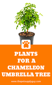 We did not find results for: Best Plants For A Chameleon Cage Chameleon Safe Plants Chameleon Cage Plants For Chameleon Cage Chameleon Safe Plants