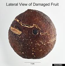 Image result for Strychnos madagascariensis