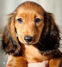 Miniature Long Haired Dachshund Male 1 3 Months Shaded Red Lovely Long Haired Miniature Dachshund Dachshund Breed Long Haired Dachshund
