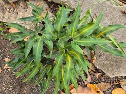 Image result for Pyrrosia