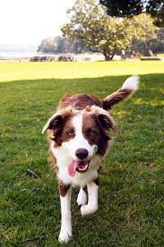 Why Do Dogs Wag Their Tails Dog Behavior Animal Planet