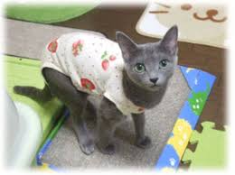 すずです 避妊手術を受けたので 術後服を着ています いちご柄と花柄をオーダーしました いちご柄 避妊 花柄