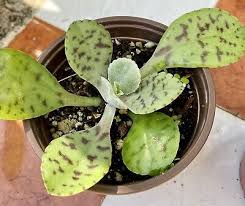 Image result for Kalanchoe gastonis-bonnieri