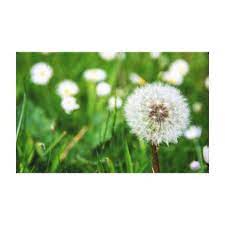 Dandelion Flower In Summer Canvas Print Dandelion Flower Summer Poster Flowers