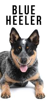 Blue Heeler A Complete Guide To The Australian Cattle Dog