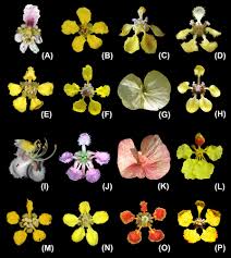 Image result for Flabellariopsis acuminata