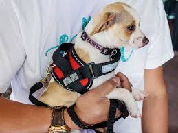 See more information about american airline policies on service and emotional support animals. Airlines Can Soon Deny Emotional Support Animals Free Flights Abc News