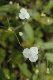 Image result for Gibasis