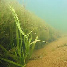 Image result for Ottelia ulvifolia