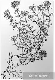 Thyn dessin / accusé d'attouchements sexuels par u. Poster Plante Serpolet Thym Sauvage Pixers Nous Vivons Pour Changer