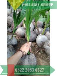 Pastikan menanam benih yang tulen dan berkualiti. Pin Di Bibit Kelapa Genjah Entok