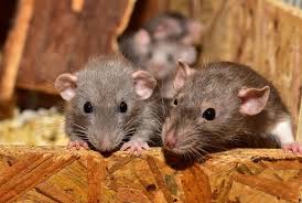 We did not find results for: Rattenbekampfung Was Tun Gegen Ratten In Haus Und Garten