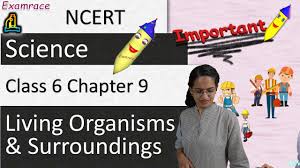 The leaves in cactus plants are present in the shape of spines. Ncert Class Vi Science Solutions Chapter 9 The Living Organisms And Their Surroundings Part 1 Flexiprep