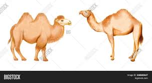 Dromedary camel photos and illustrations search result(2499). Set Hand Drawing Image Photo Free Trial Bigstock