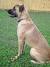 Black German Shepherd Boxer Mix