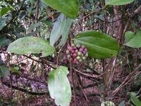 Image result for Smilax anceps