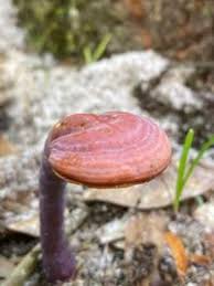 Image result for Ganoderma curtisii